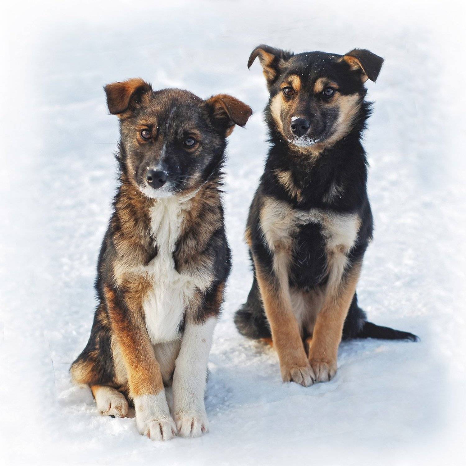 щенок, собака, Елена