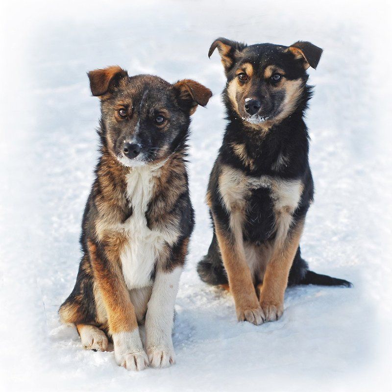 щенок, собака Собачата фото превью