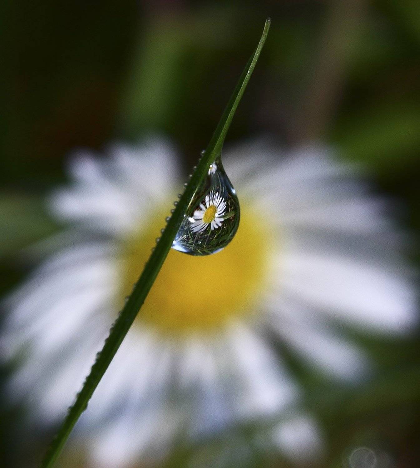 роса, утро, цветок, ромашка, Юлия Новохатько