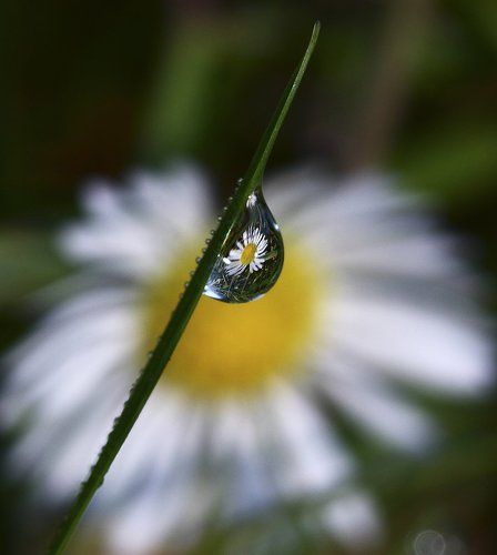 Про ромашку