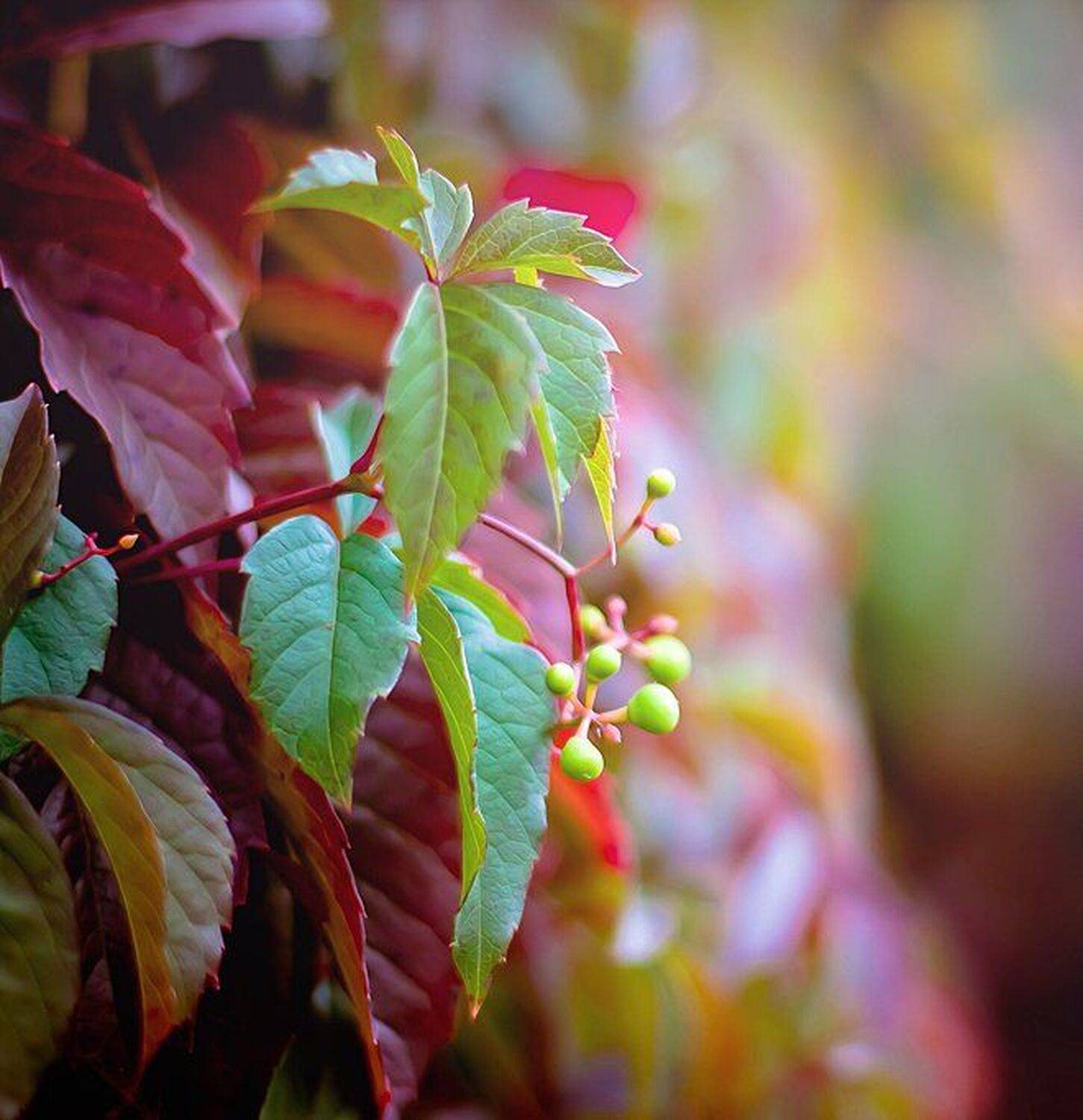 , Андрей Заяц