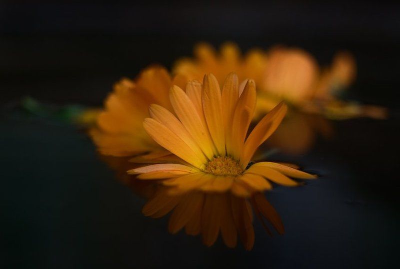 календула, цветы, вода огонь на воде фото превью