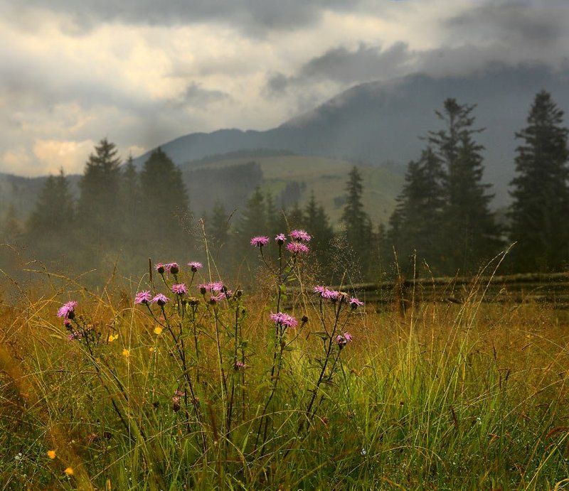 после дождя фото превью