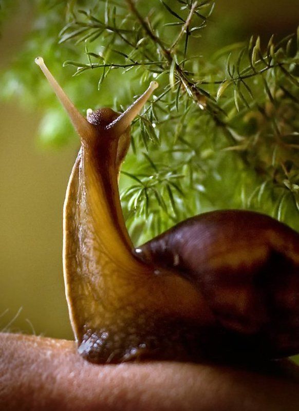 улитка Улитка фото превью