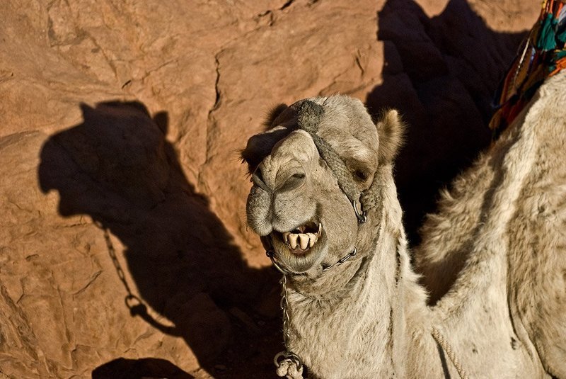 верблюд, египет, горы Красава... фото превью
