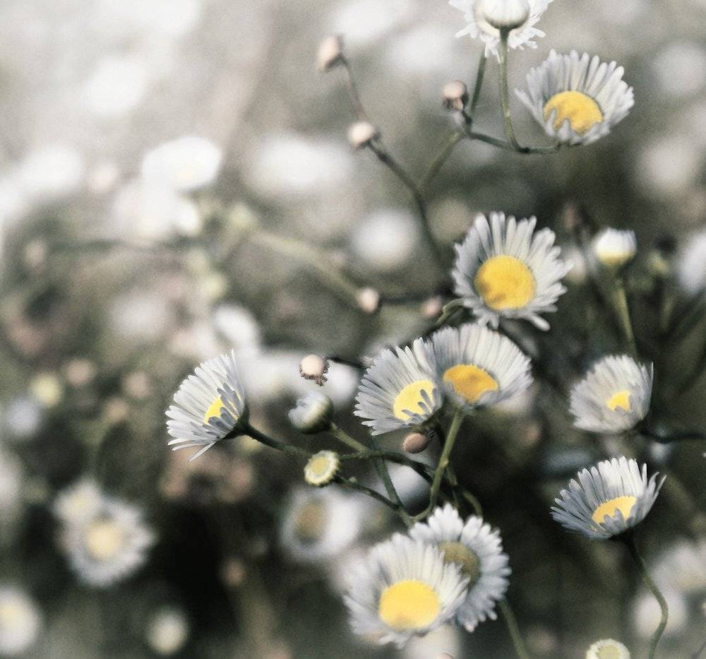 , Лана Тополева