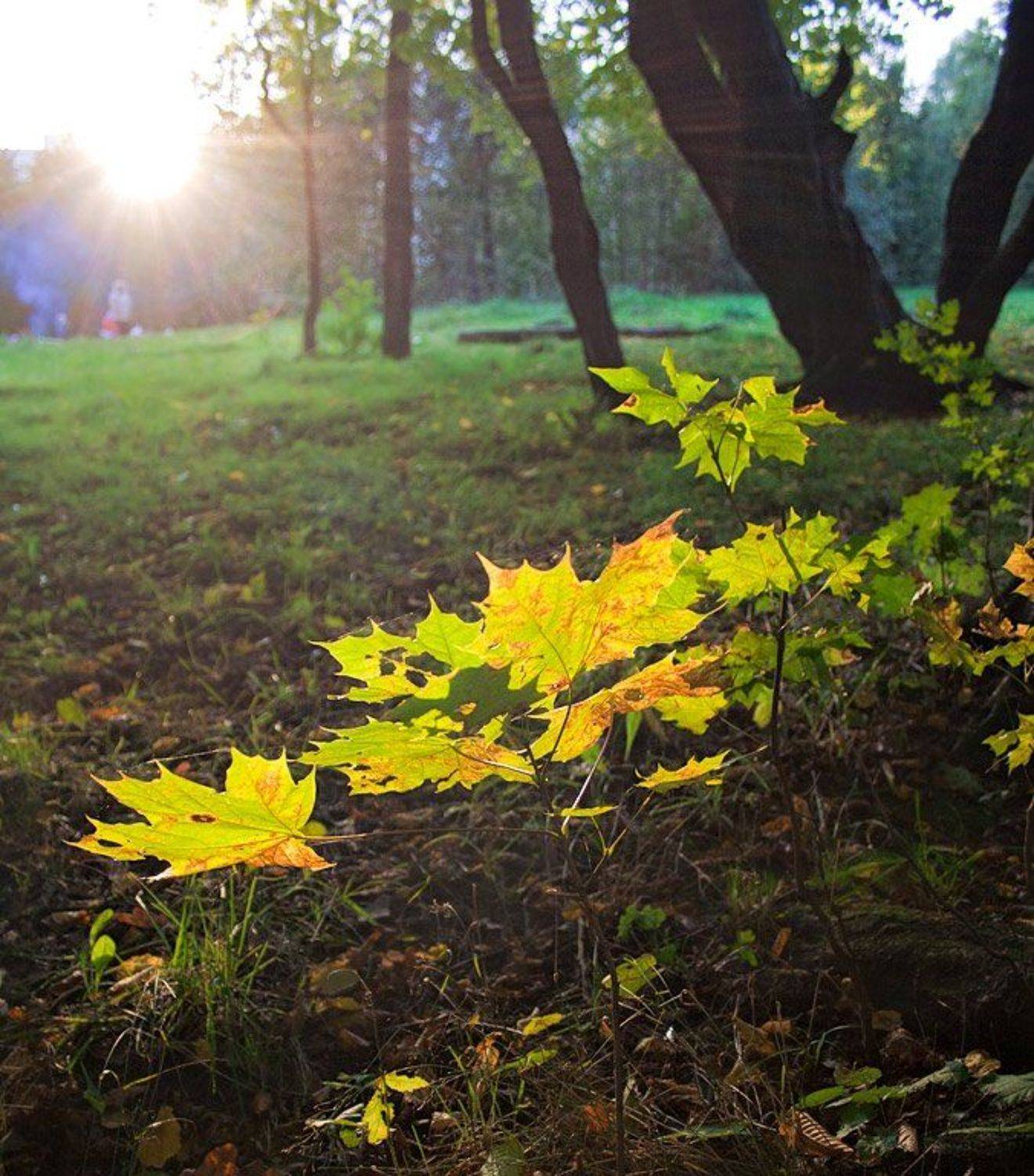 , Рафаэль Александрович Фоменко