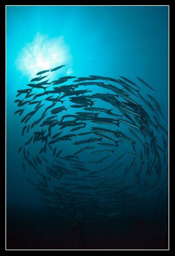 барракуды, Дмитрий