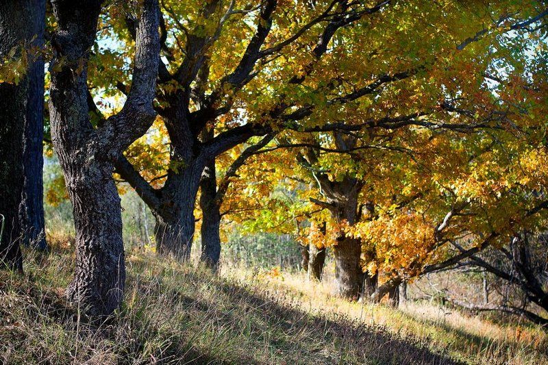 осень, деревня, дуб Дубы фото превью
