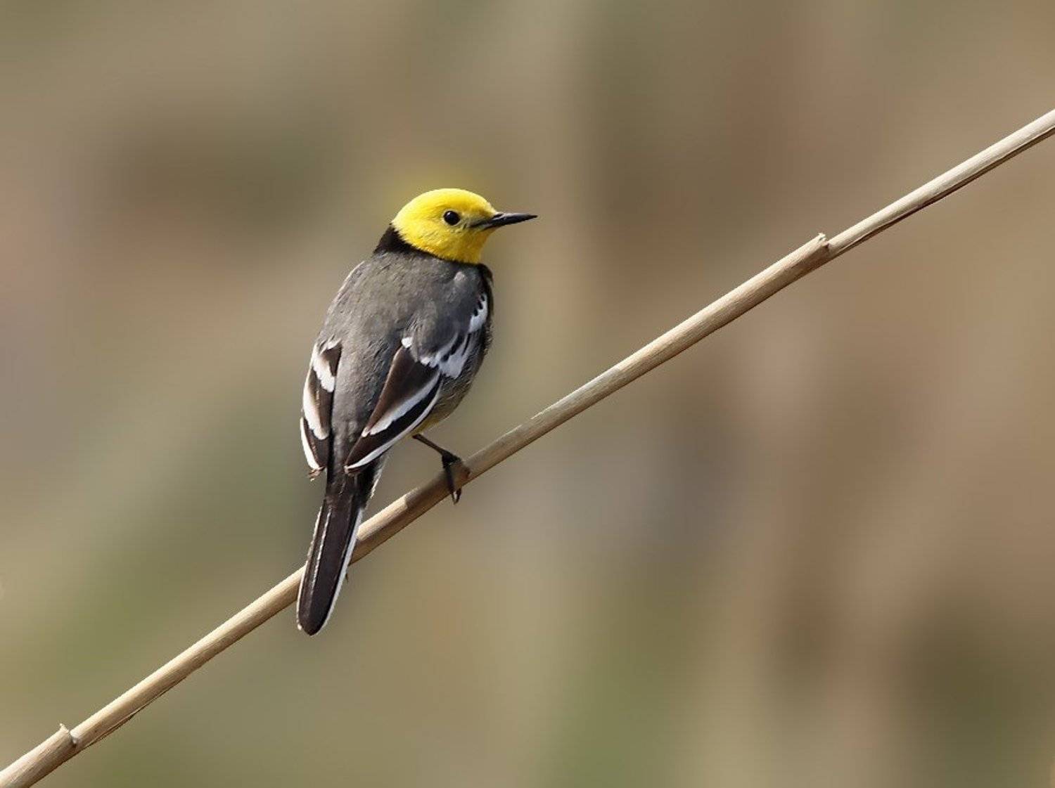 желтоголовая трясогузка , motacilla citreola, Леонид