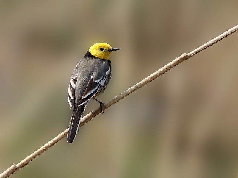 желтоголовая трясогузка , motacilla citreola Желтоголовая трясогузка (Motacilla citreola) фото превью