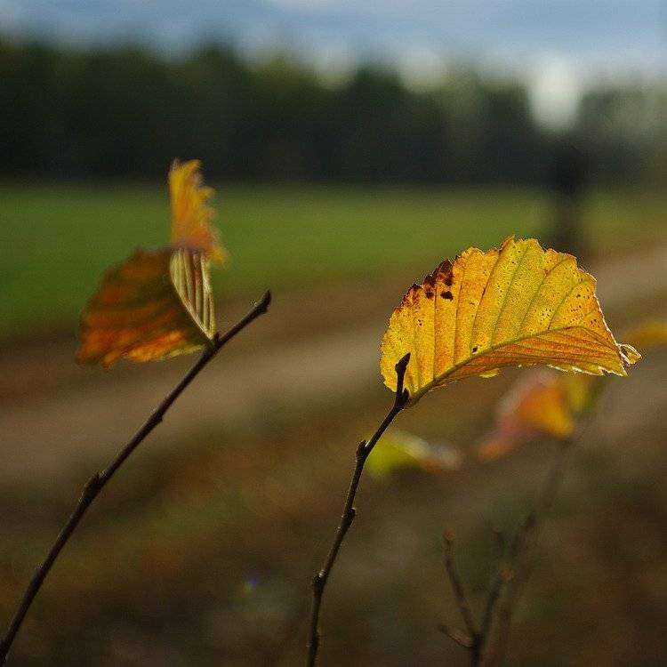 , Andrew (a-never) Nitsenko