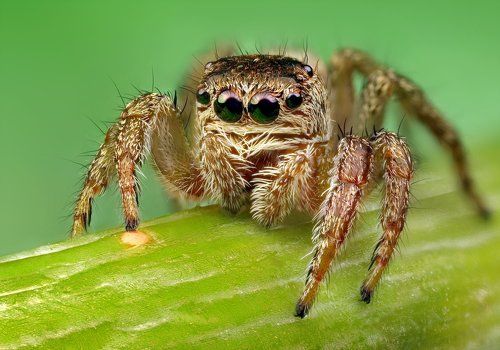 Портрет паука-скакунчика