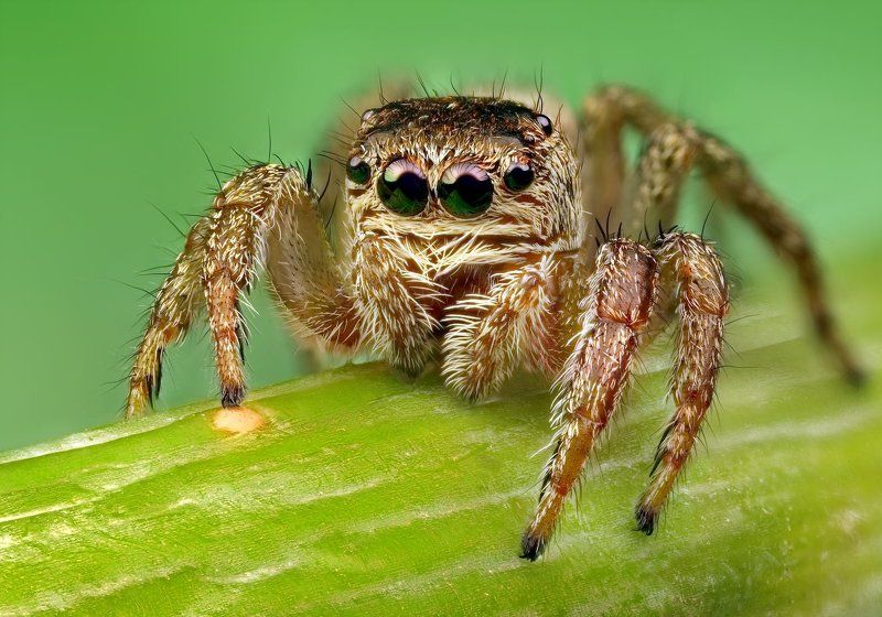 макро, паук-скакунчик Портрет паука-скакунчика фото превью