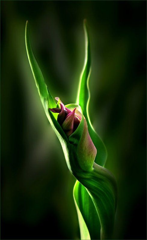 цветы, растение, флора, природа, тюльпан Расправляя крылья.. фото превью