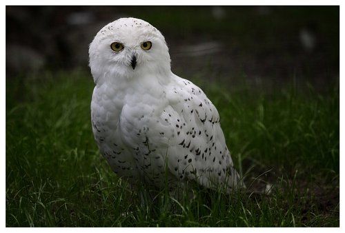 4 эмоции одной полярной совы.