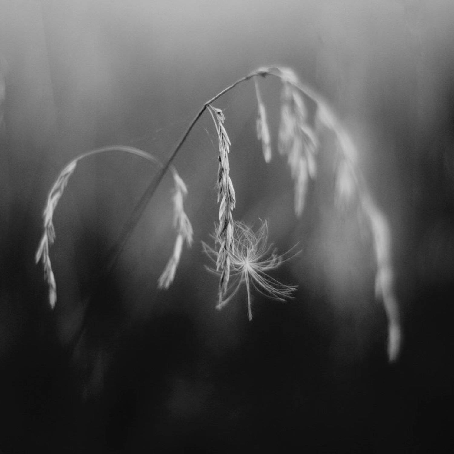 , Светлана Ястребова