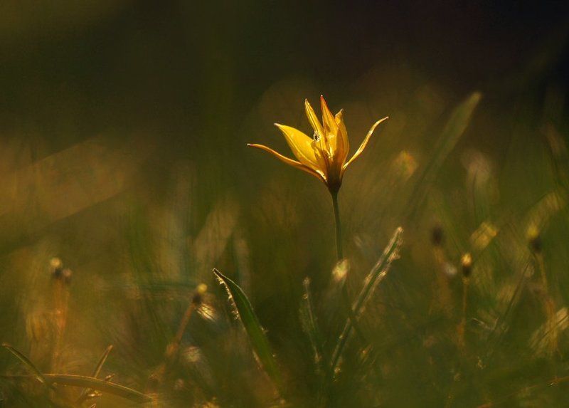 солнце,свет,цветок Утопая в солнечных лучах... фото превью
