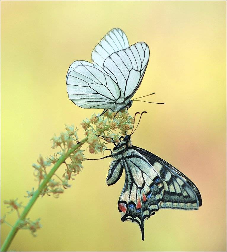 , Алёна Шевцова