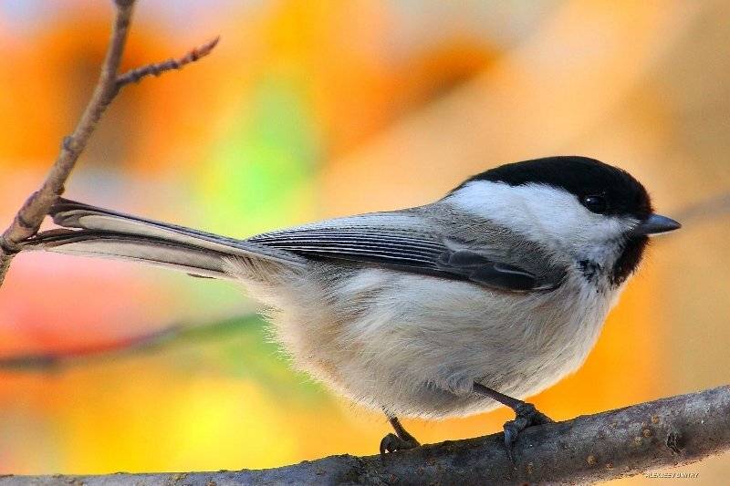 синичка,природа,макро, Алексеев Дмитрий