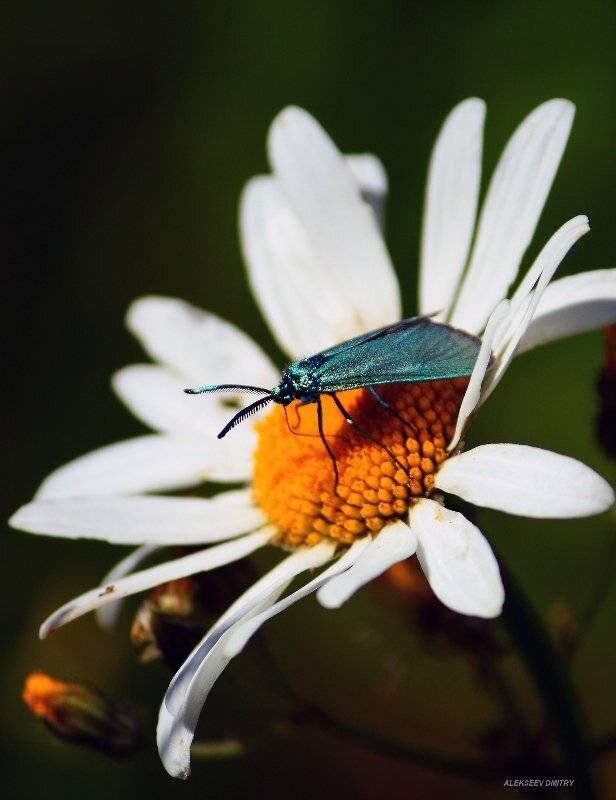 цветок, бабочка,макро, Алексеев Дмитрий