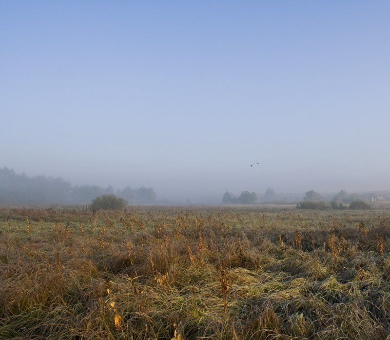 осень, утро, туман утро фото превью