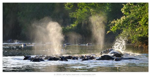 Гиппо-гейзеры