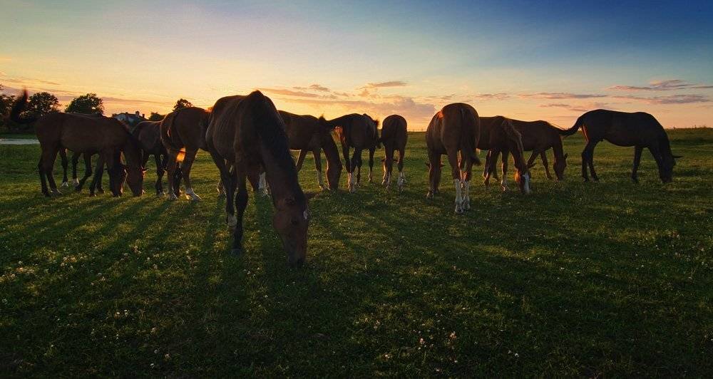 закат, лошади, Александр Титаренко