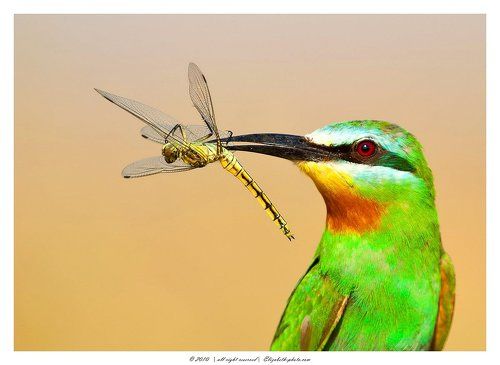 Зелёная щурка c добычей -Blue-cheeked Bee-eater