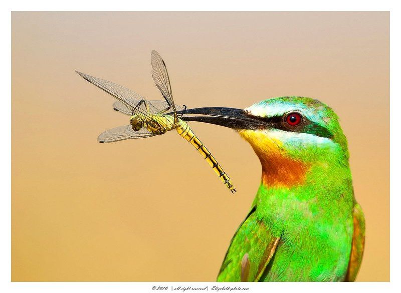 зелёная, щурка, merops, persicus, маныч, россия Зелёная щурка c добычей -Blue-cheeked Bee-eater фото превью