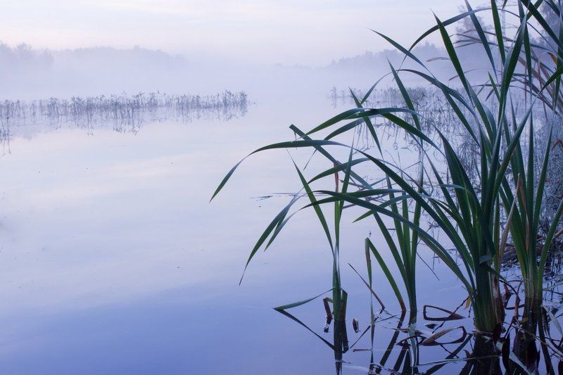 пейзаж, утро, осень, мороз, туман Морозное утро фото превью