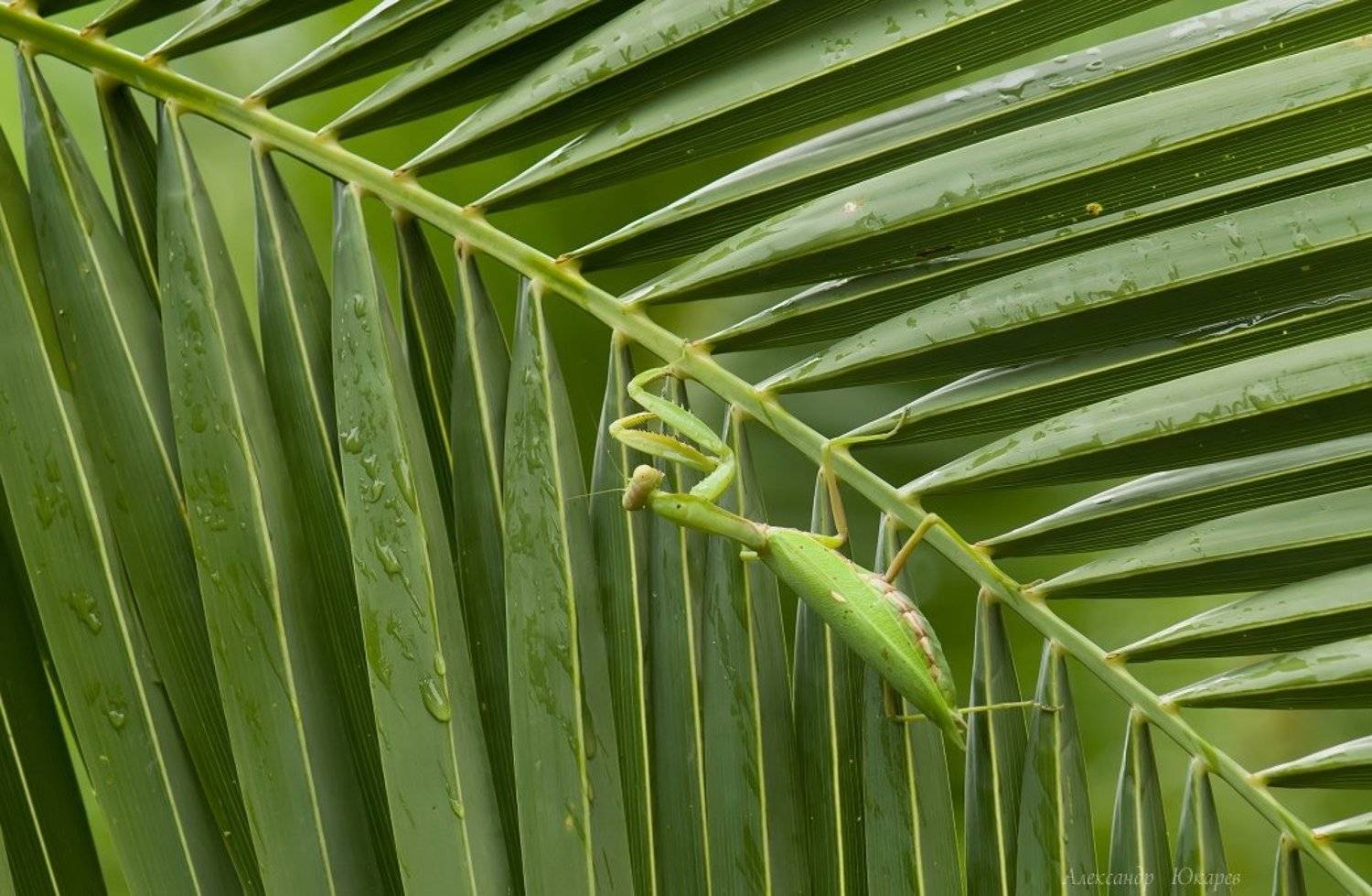 , Александр Юкарев
