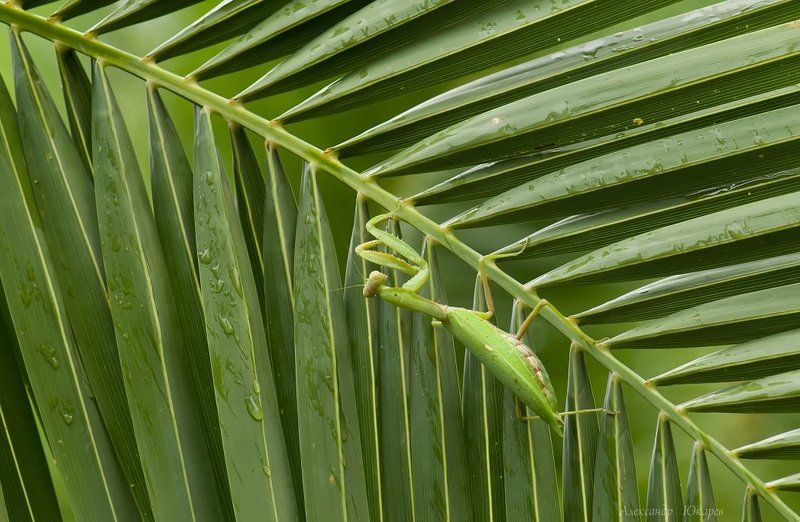 Продавец жалюзи фото превью