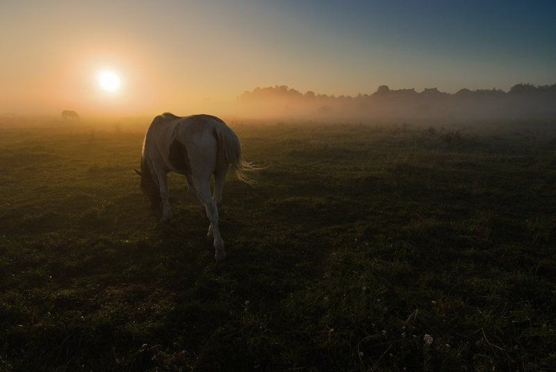 Утро туманное фото превью