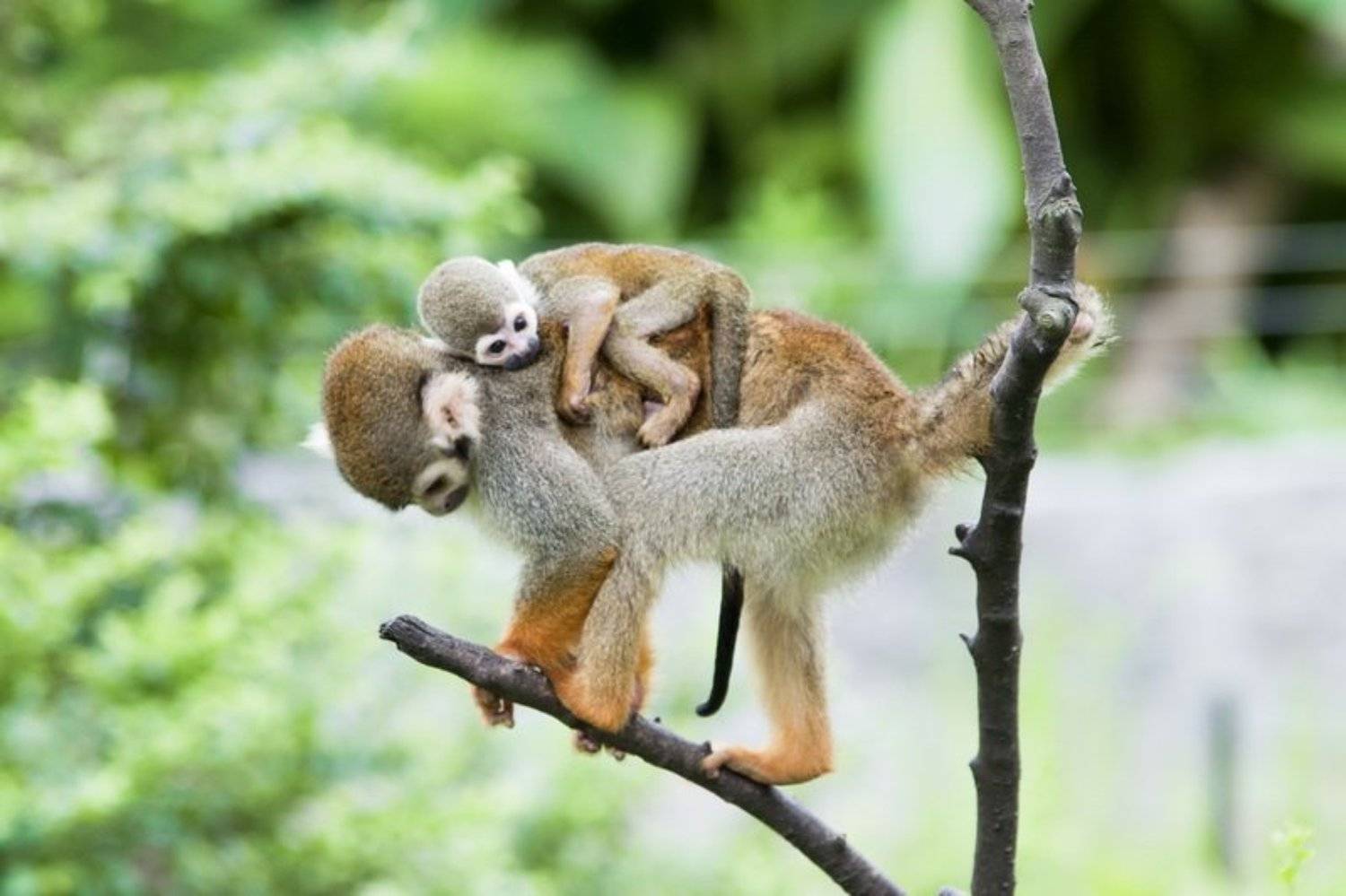 golden,monkey, Артем