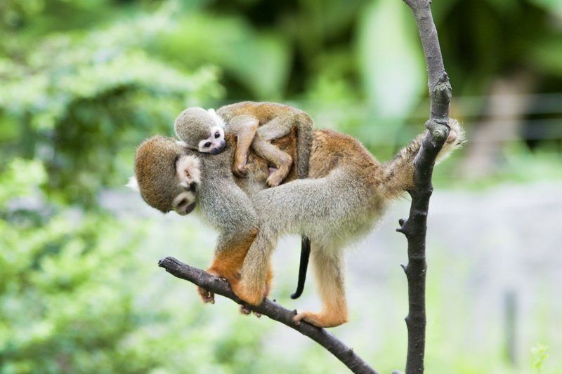 golden,monkey  фото превью