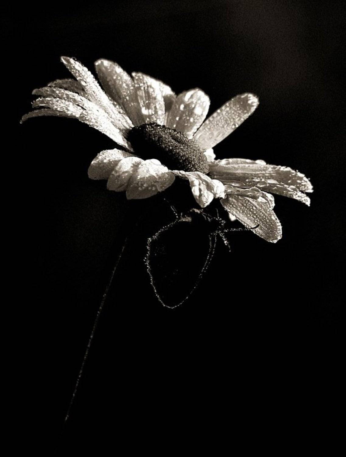 ромашка, бабочка, роса, ЦокоТушка