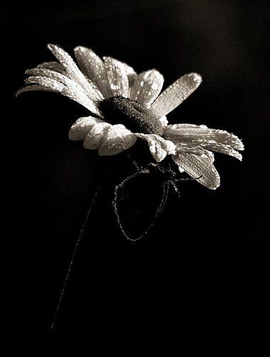 Любит - не любит..