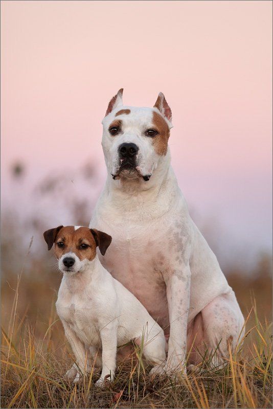 джек, рассел, терьер, стафф, собака, закат, осень Как за каменной стеной... фото превью