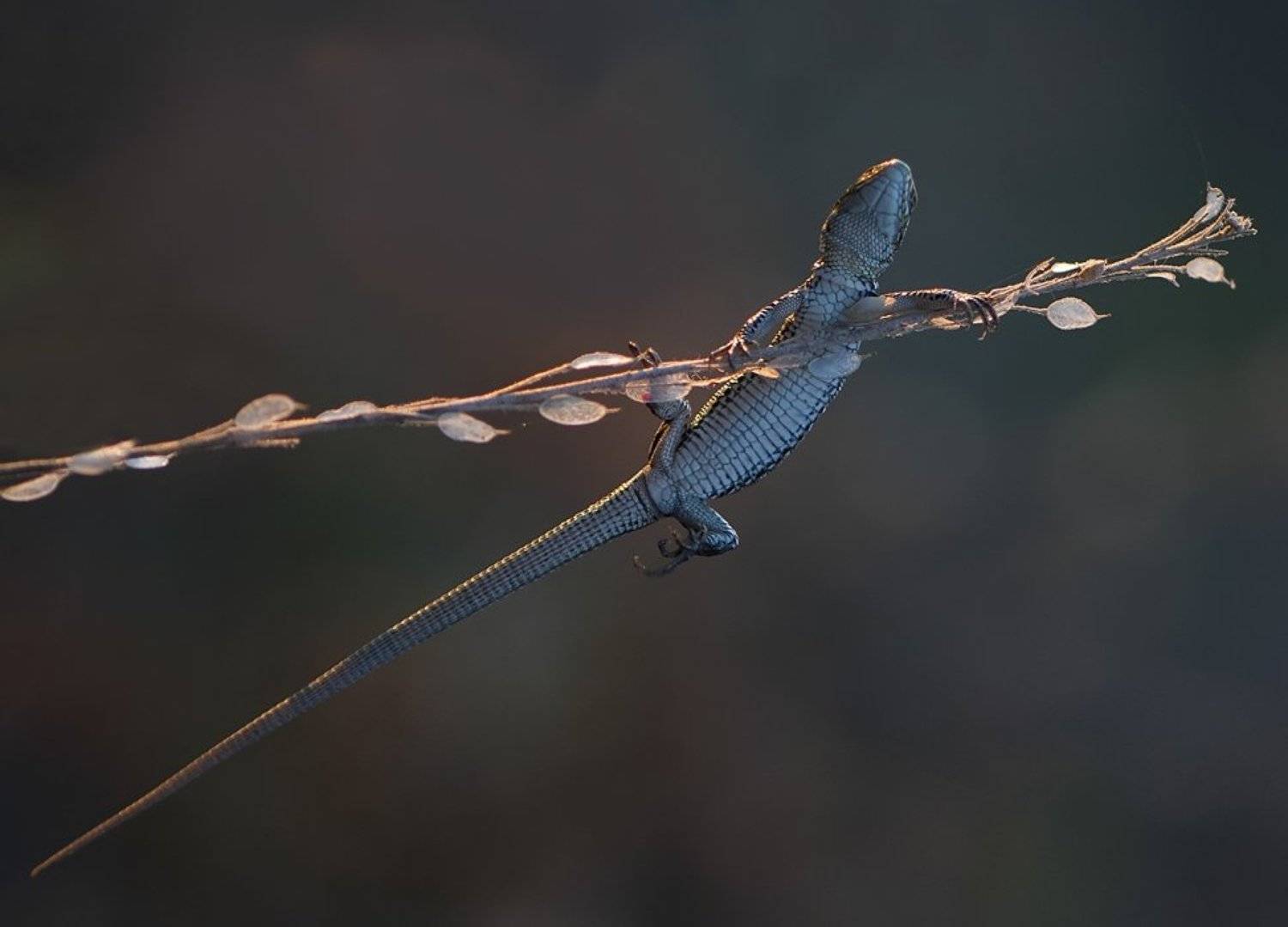 ящерица, Татьяна Аверина
