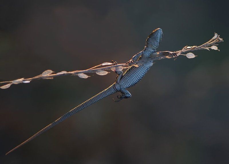 ящерица Ой,веточка кончается,сейчас я упаду! фото превью
