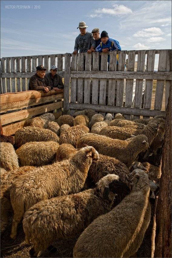 бурятия, праздник, бараны, традиция, Виктор Перякин