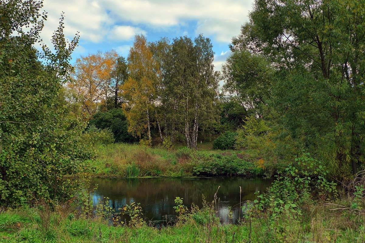 осень, полдень, река, пехорка, березы, ива, природа, Валерий Иванович