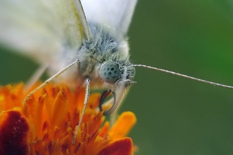 белянка, бабочка, репница беляНочное фото превью