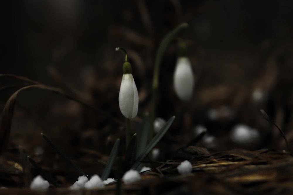 козлов артур, первоцвет, подснежник, цветы, снег, град, Kozlov Artur