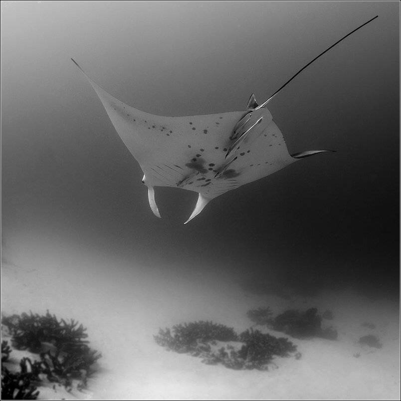 , Владимир Жданов