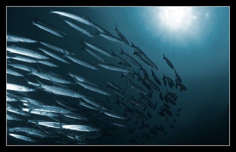 Барракуды фото превью