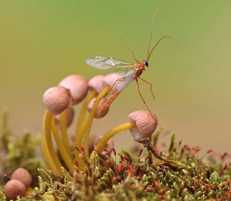 , Алёна Шевцова