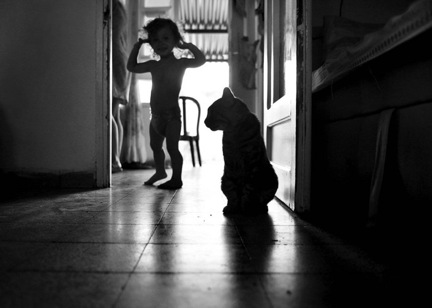 марк, кот, комната, силуеты, Макс Шамота