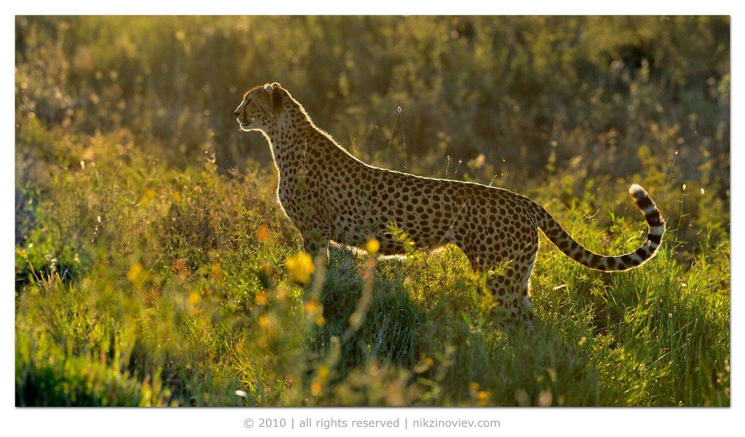 африка, серенгети, гепард, николай, зиновьев, Николай Зиновьев